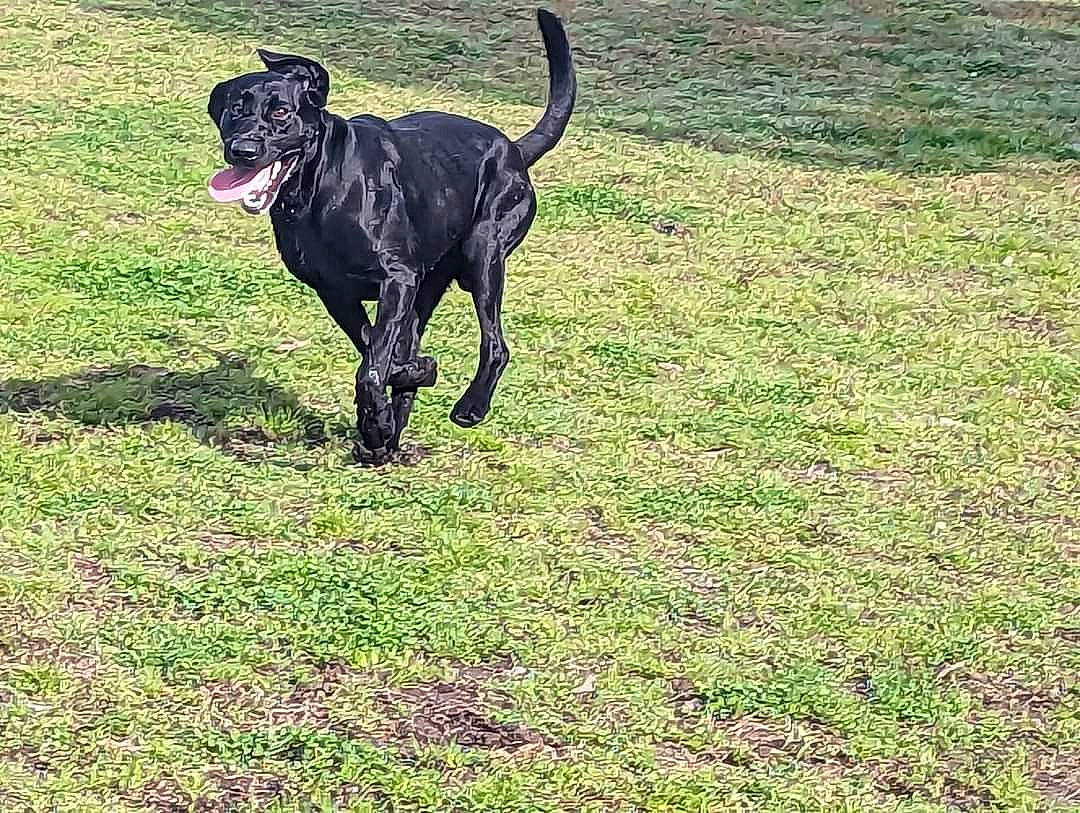 Avi joined the competition — help win amazing prizes! canidae, carnivore, collar, companion_dog, dog, dog_breed, dog_supply, fawn, grass, grassland, guard_dog, hunting_dog, non_sporting_group, pasture, plant, sporting_group, tail, terrestrial_animal, working_animal, working_dog