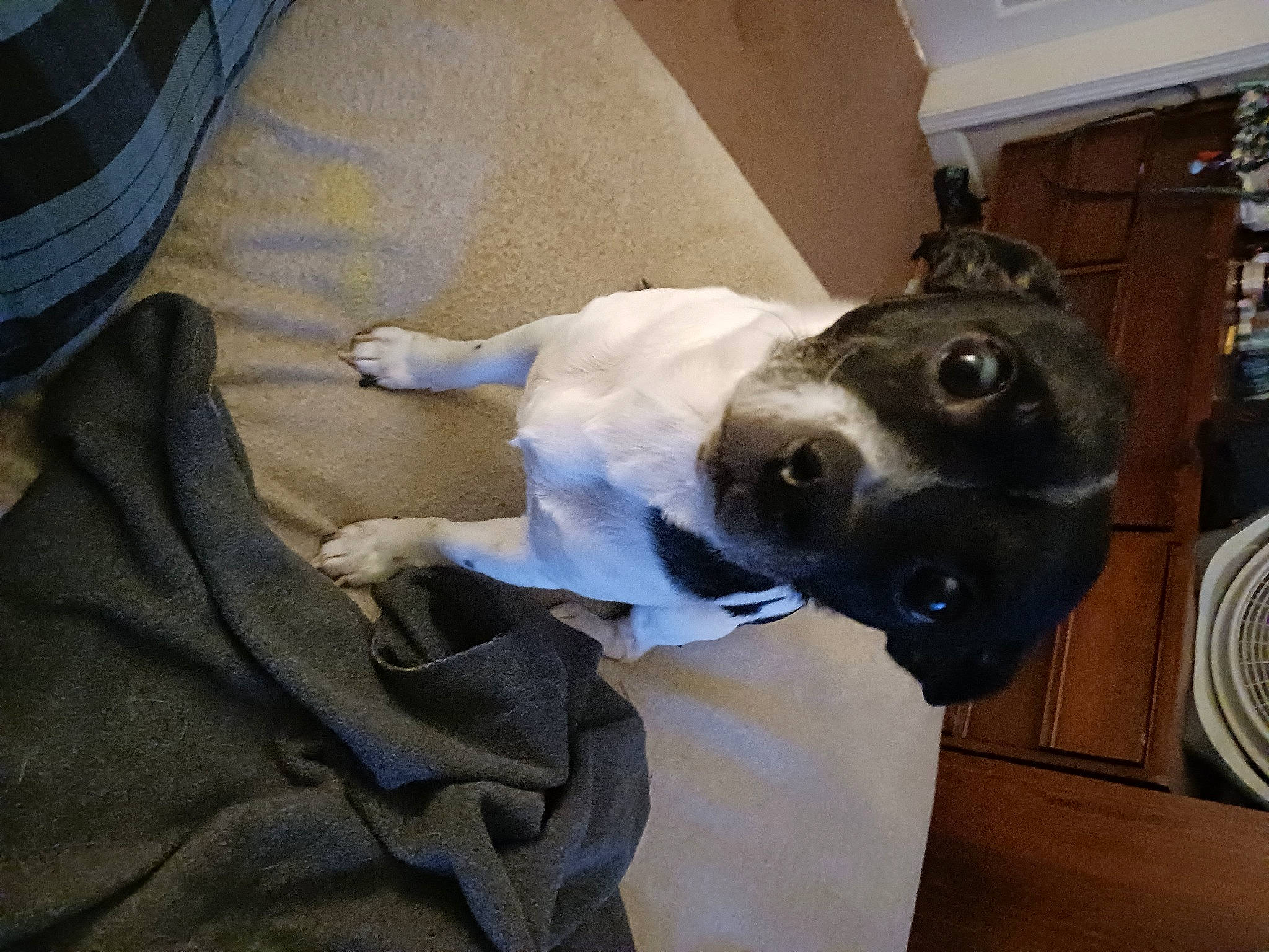 Gigi joined the competition — help win amazing prizes! canidae, carnivore, collar, comfort, companion_dog, dog, dog_breed, dog_collar, ear, fawn, fur, grey, guard_dog, non_sporting_group, selfie, snout, sporting_group, whiskers, working_animal