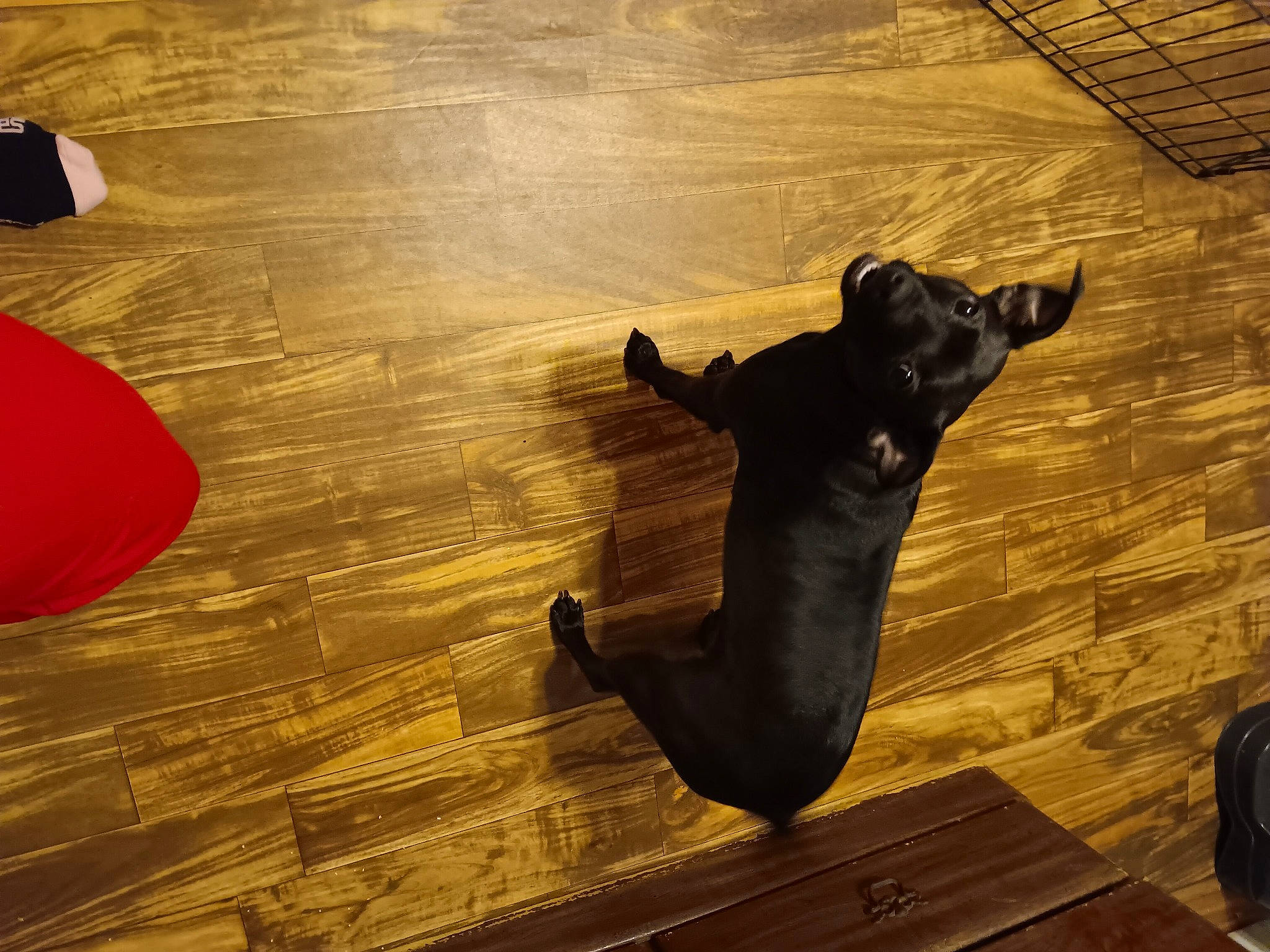 Milli joined the competition — help win amazing prizes! canidae, carnivore, companion_dog, dog, dog_breed, fawn, floor, flooring, guard_dog, hardwood, laminate_flooring, shadow, snout, sporting_group, tail, tints_and_shades, toy_dog, wood, wood_flooring, working_animal