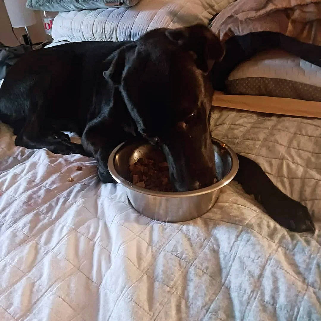 Avi joined the competition — help win amazing prizes! borador, canidae, carnivore, collar, comfort, companion_dog, dog, dog_breed, dog_collar, dog_supply, fawn, guard_dog, linens, liver, non_sporting_group, pet_supply, snout, sporting_group, whiskers, working_animal