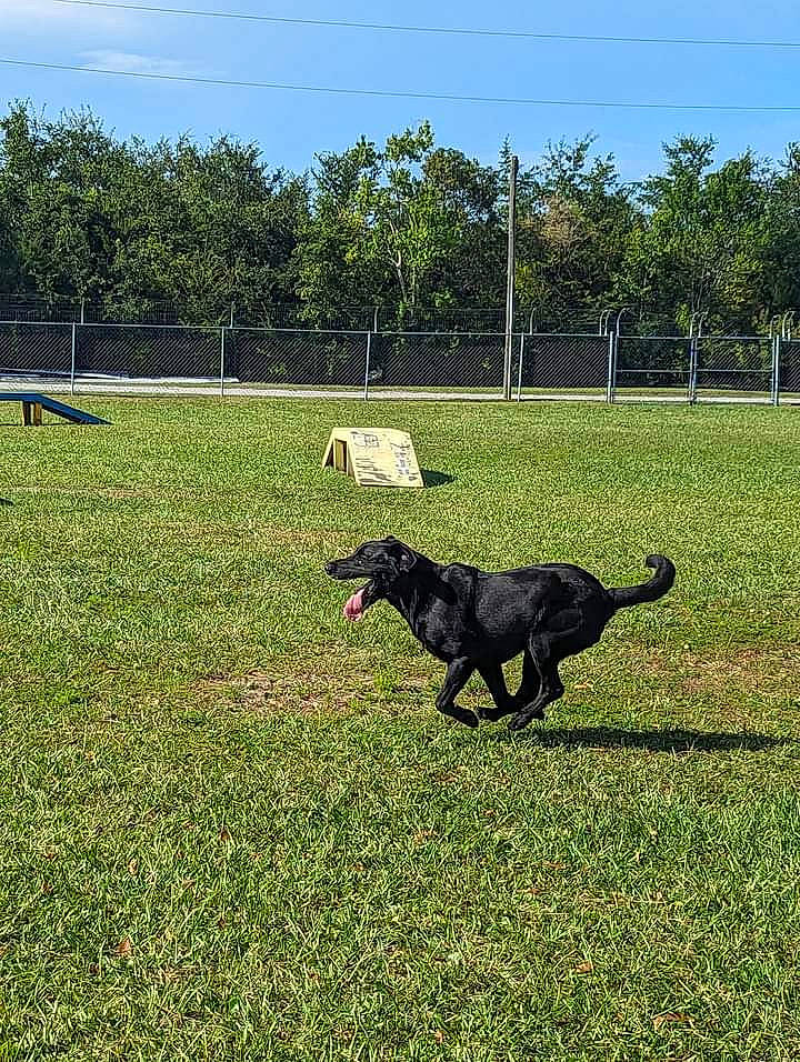 Avi is registered to the contest to win money with this photo: carnivore, cloud, companion_dog, dog, dog_breed, field, grass, grassland, guard_dog, gun_dog, landscape, lawn, pasture, plant, sky, soil, sporting_group, tail, tree, working_animal