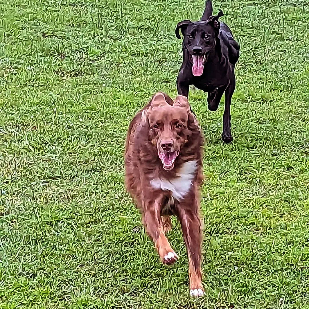 Avi is registered to the contest to win money with this photo: canidae, carnivore, collar, companion_dog, dog, dog_breed, dog_collar, dog_supply, grass, grassland, groundcover, gun_dog, lawn, liver, plant, retriever, snout, sporting_group, working_animal, working_dog