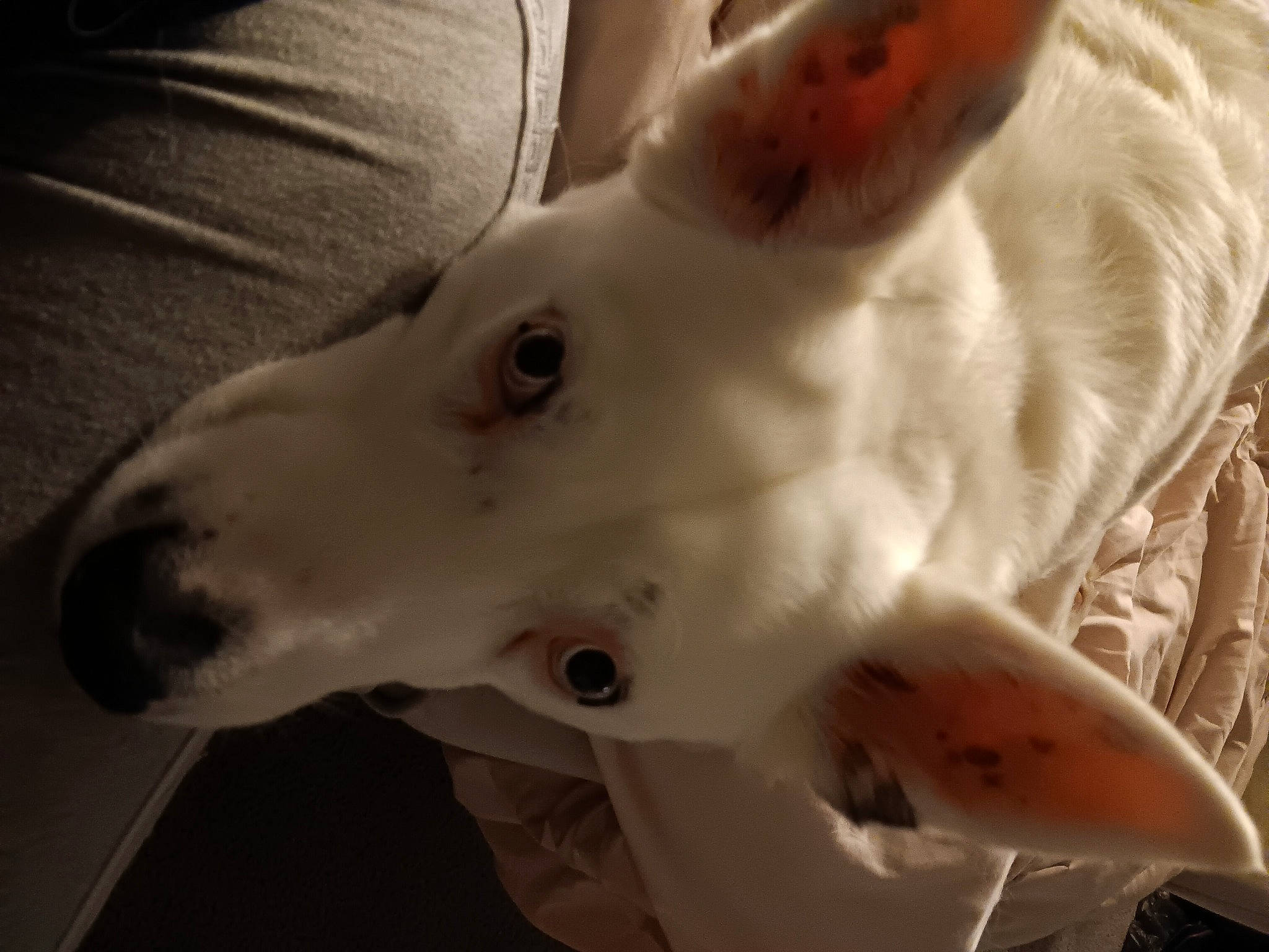 Moose is registered to the contest to win money with this photo: ancient_dog_breeds, canidae, carnivore, collar, companion_dog, dog, dog_breed, dog_collar, ear, fawn, fur, jaw, monochrome_photography, non_sporting_group, snout, sporting_group, tail, terrestrial_animal, whiskers, working_animal