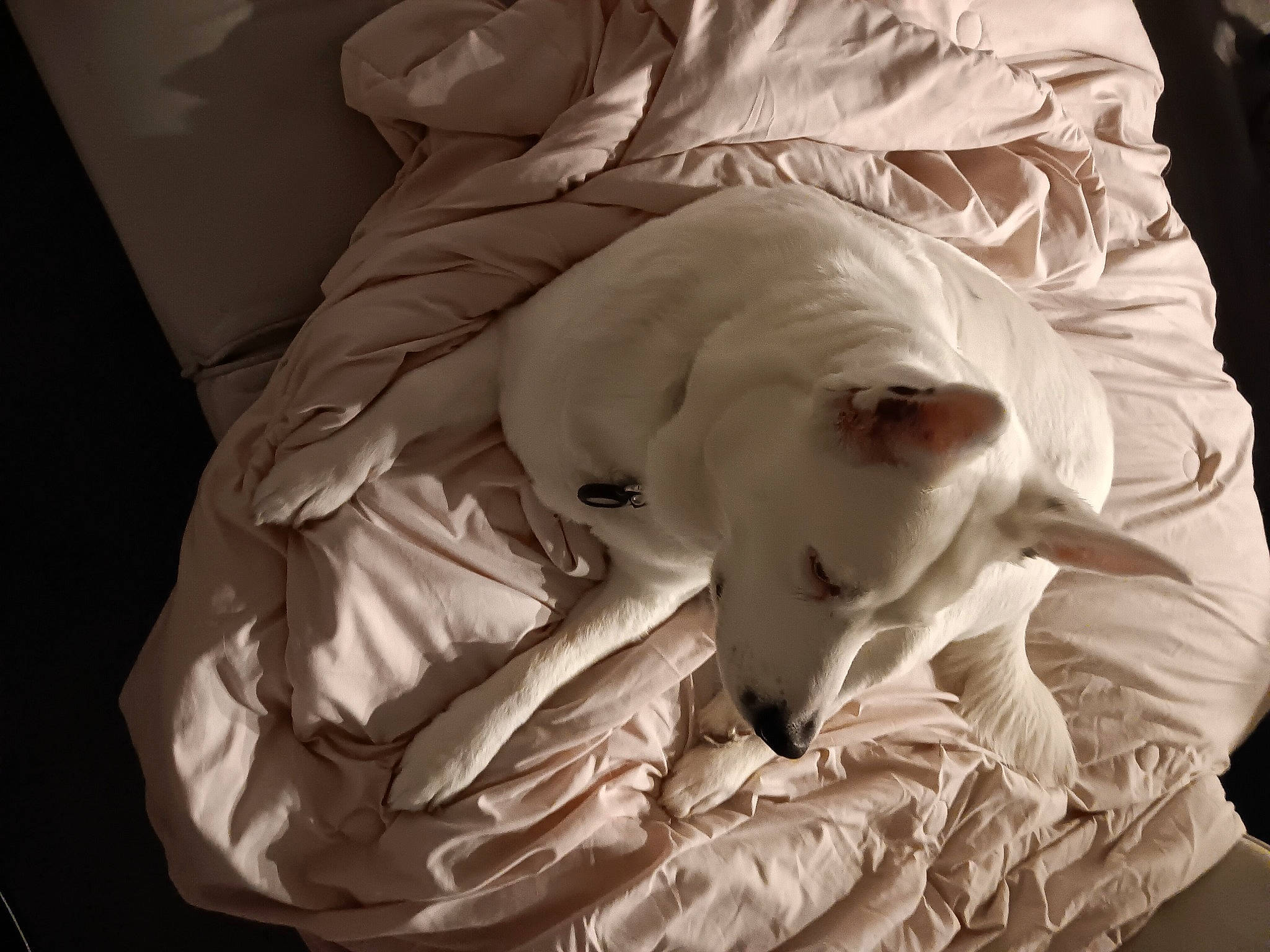 Moose joined the competition — help win amazing prizes! bedding, canidae, carnivore, comfort, companion_dog, darkness, dog, dog_breed, fawn, fur, gesture, human_leg, jaw, linens, monochrome, monochrome_photography, snout, sporting_group, working_animal, wrinkle