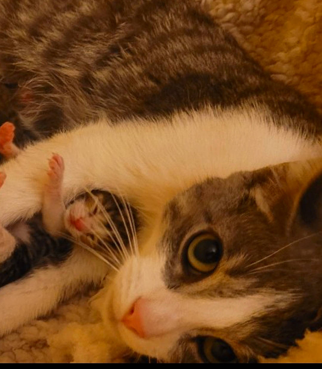 Louloute a rejoint le concours — aidez-le/la à gagner de superbes lots ! carnivore, cat, close_up, comfort, domestic_short_haired_cat, ear, eye, eyelash, fawn, felidae, fur, head, nap, nose, paw, small_to_medium_sized_cats, snout, tail, whiskers, window