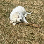 Appa joined the competition — help win amazing prizes! puppy, dog, white_fur, fluffy, outdoor, grass, stick, branch, chewing, lying_down, playful, cute, pet, animal, portrait, sunlight, yard, nature, brown_grass, lumberjack