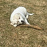 puppy, dog, white_fur, fluffy, outdoor, grass, stick, branch, chewing, lying_down, playful, cute, pet, animal, portrait, sunlight, yard, nature, brown_grass, lumberjack