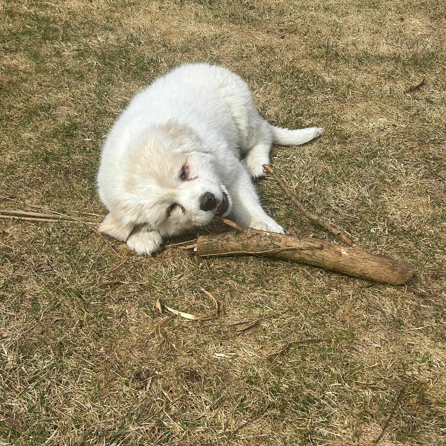 Appa joined the competition — help win amazing prizes! puppy, dog, white_fur, fluffy, outdoor, grass, stick, branch, chewing, lying_down, playful, cute, pet, animal, portrait, sunlight, yard, nature, brown_grass, lumberjack