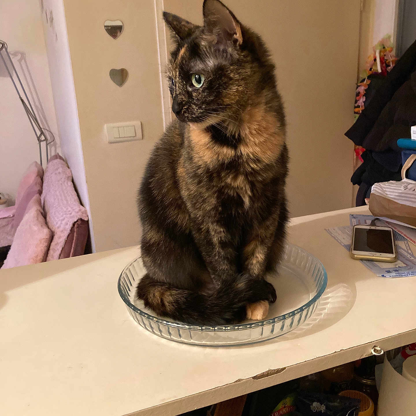 Odyssee a rejoint le concours — aidez-le/la à gagner de superbes lots ! animal, cat, clutter, ears, fur, furniture, glass_dish, green_eyes, home, indoors, kitchen, papers, pet, phone, portrait, sitting, table, tail, tortoiseshell_cat, whiskers