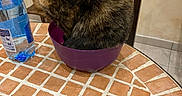 Odyssee a rejoint le concours — aidez-le/la à gagner de superbes lots ! animal, bowl, cat, chair, dining_area, fluffy, funny, furry, indoor, kitchen, knife, patterned_surface, pet, plant, purple_bowl, sitting, table, tiled_wall, tortoiseshell_cat, water_bottle