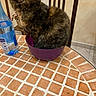 animal, bowl, cat, chair, dining_area, fluffy, funny, furry, indoor, kitchen, knife, patterned_surface, pet, plant, purple_bowl, sitting, table, tiled_wall, tortoiseshell_cat, water_bottle