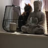 Odyssee a rejoint le concours — aidez-le/la à gagner de superbes lots ! animal, backlit, basket, buddha_statue, cat, cozy, curtain, figurine, furniture, home_decor, indoor, meditation, peaceful, photography, shadow, sitting, still_life, sunlight, window, windowsill