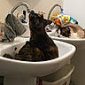 Odyssee participe au concours pour gagner de l'argent avec cette photo : basin, bathroom, cat, cats, faucet, feline, fluffy_cat, funny, grooming, home, indoor, pets, relaxed, sink, toiletries, toothbrush, tortoiseshell_cat, towel, vanity, white_sink