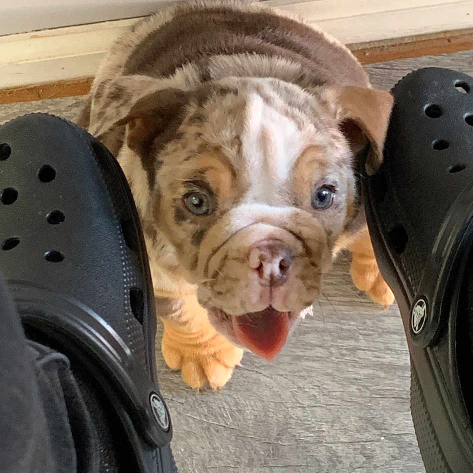 Alfie joined the competition — help win amazing prizes! audio_equipment, automotive_tire, bulldog, carnivore, comfort, companion_dog, dog, dog_breed, dog_collar, fawn, felidae, fur, luggage_and_bags, paw, personal_protective_equipment, snout, toy_dog, whiskers, working_animal, wrinkle
