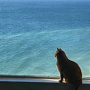 Cat is registered to the contest to win money with this photo: cat, animal, pet, window, windowsill, ocean, water, sea, nature, sunlight, silhouette, calm, peaceful, daylight, indoor, looking, sitting, feline, quiet, reflection