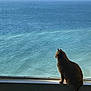 cat, animal, pet, window, windowsill, ocean, water, sea, nature, sunlight, silhouette, calm, peaceful, daylight, indoor, looking, sitting, feline, quiet, reflection