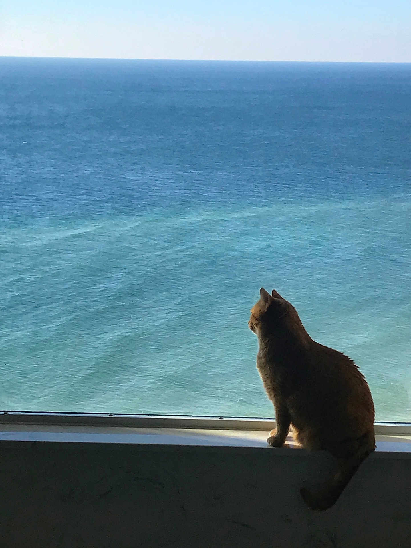 Cat is registered to the contest to win money with this photo: cat, animal, pet, window, windowsill, ocean, water, sea, nature, sunlight, silhouette, calm, peaceful, daylight, indoor, looking, sitting, feline, quiet, reflection