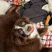 Remi Dana is registered to the contest to win money with this photo: animal, bed, blanket, blue_eyes, brown_fur, canine, comfort, cozy, cute, dog, festive, fur, home, indoor, lying_down, pet, plaid, smiling, soft_texture, toy