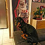 dachshund, dog, pet, black_and_tan, couch, indoor, tile_floor, plant, poster, santa_claus, curtain, living_room, wall_art, cabinet, portrait_photograph, holiday_decor, red_collar, furniture, home, animal