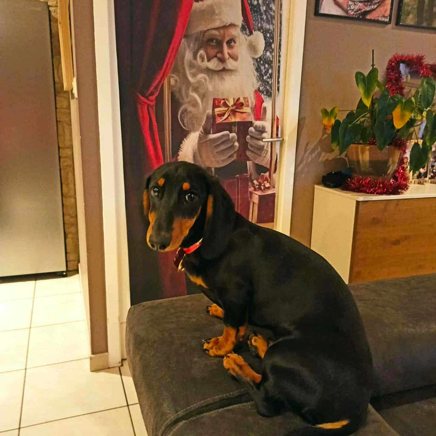 Apollon participe au concours pour gagner de l'argent avec cette photo : animal, black_and_tan, cabinet, couch, curtain, dachshund, dog, furniture, holiday_decor, home, indoor, living_room, pet, plant, portrait_photograph, poster, red_collar, santa_claus, tile_floor, wall_art