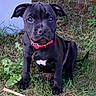 puppy, dog, black_dog, red_collar, sitting, outdoor, grass, garden, plant, leaves, stick, pet, canine, animal, portrait, close_up, short_hair, white_chest, alert, cute