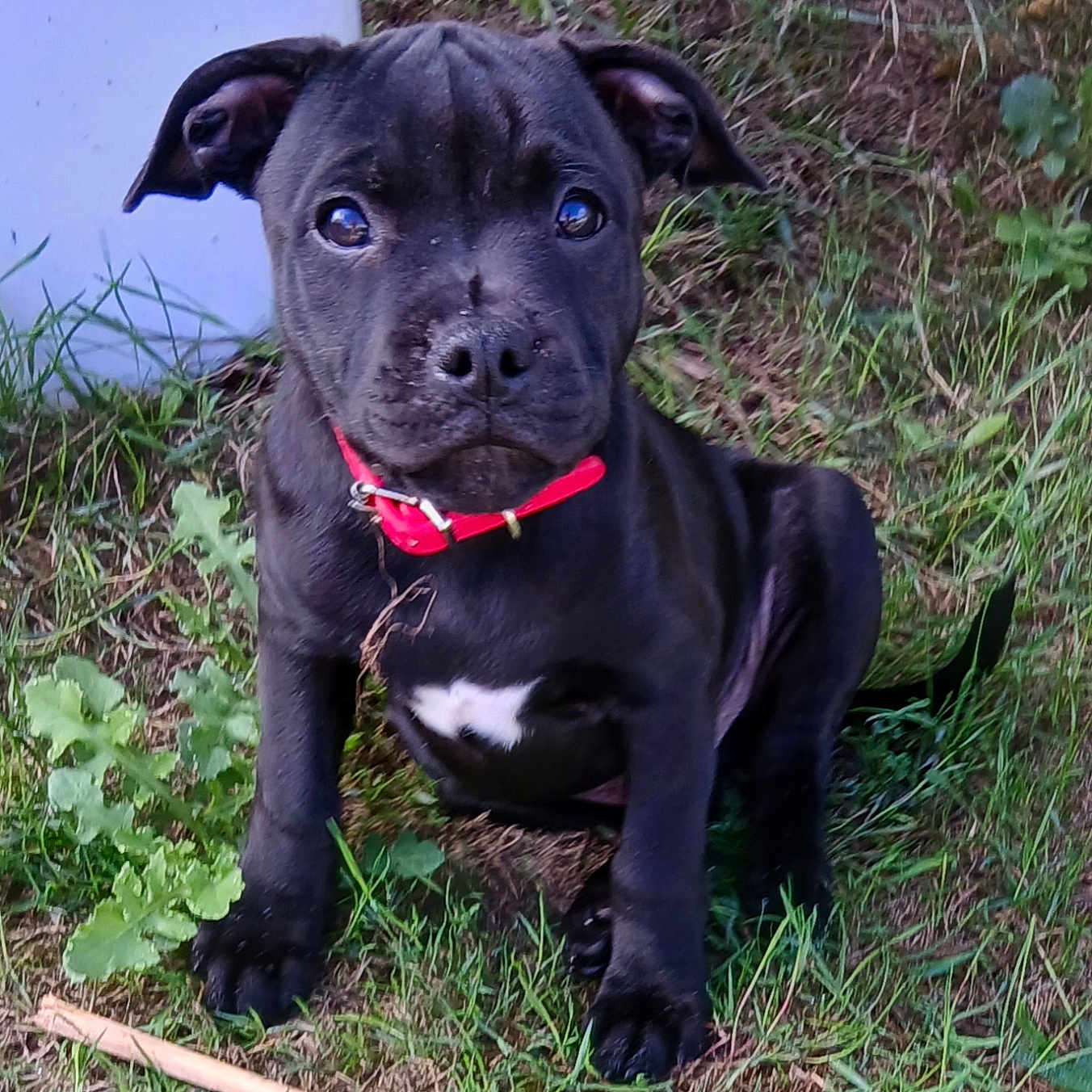 Black Jack