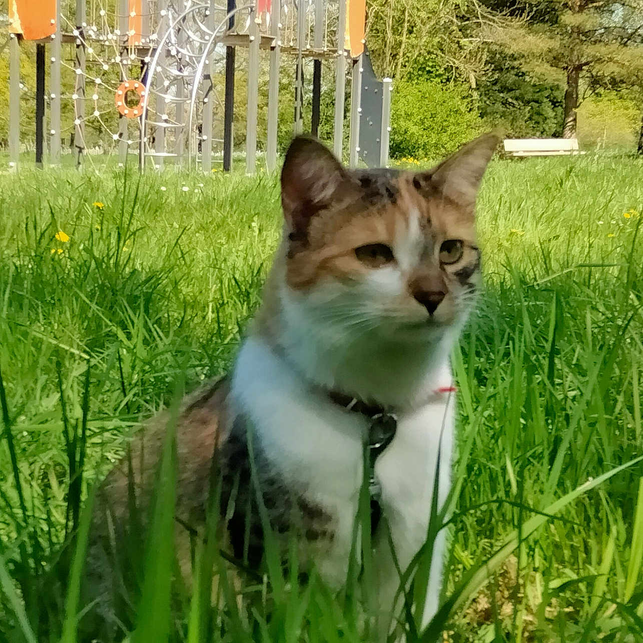 Noisette