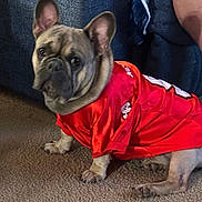 Toby joined the competition — help win amazing prizes! animal, canine, carpet, clothing, companion, cozy, cute, dog, domestic, ears, face, french_bulldog, fur, indoor, looking, paw, pet, portrait, red_jersey, sitting