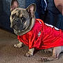 animal, attentive, canine, carpet, clothing, companion, cute, dog, domestic_animal, ears, french_bulldog, friendly, fur, household, indoor, paw, pet, portrait, red_jersey, sitting