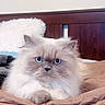 cat, fluffy, long_hair, blue_eyes, white_fur, gray_markings, pet, animal, portrait, close_up, sitting, bed, bedroom, blanket, quilt, headboard, indoor, front_view, whiskers, cute