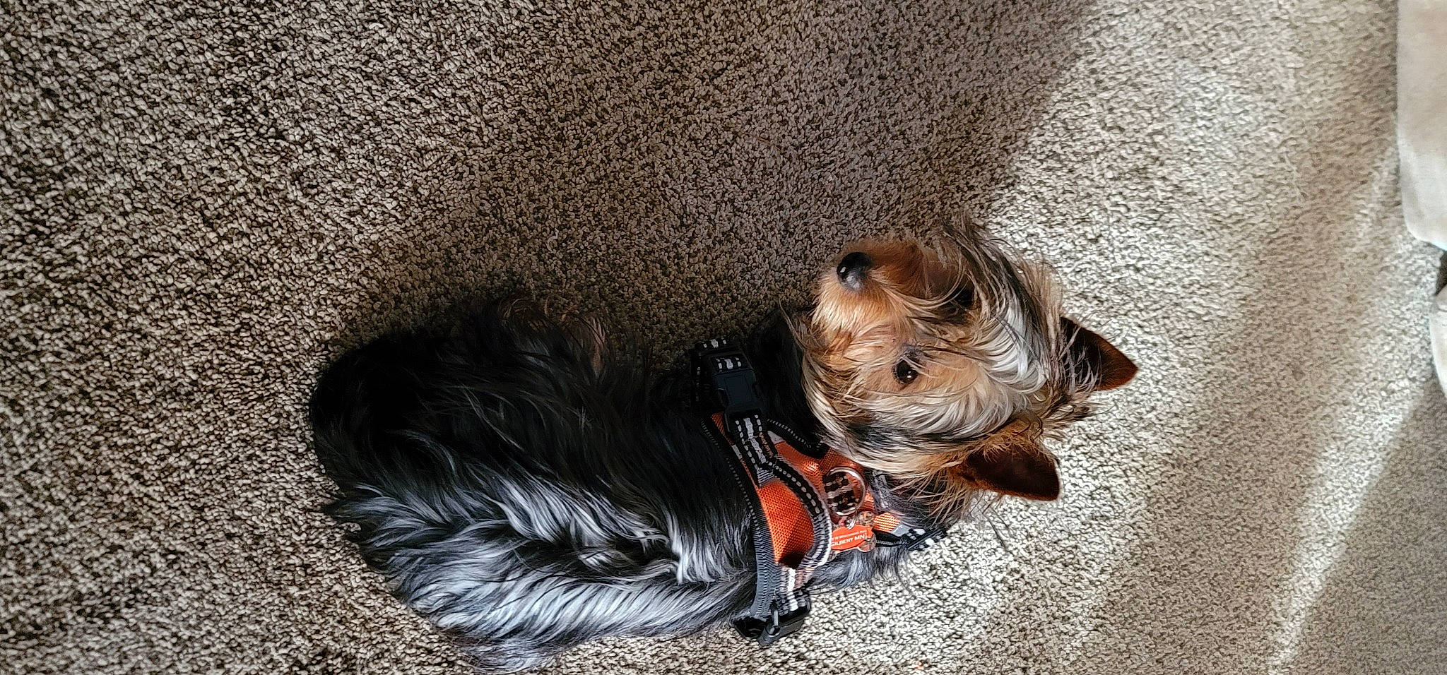 Chelsea is registered to the contest to win money with this photo: asphalt, australian_silky_terrier, canidae, carnivore, collar, companion_dog, dog, dog_breed, dog_clothes, dog_collar, dog_supply, fawn, fur, liver, small_terrier, snout, sporting_group, terrier, toy_dog, yorkshire_terrier