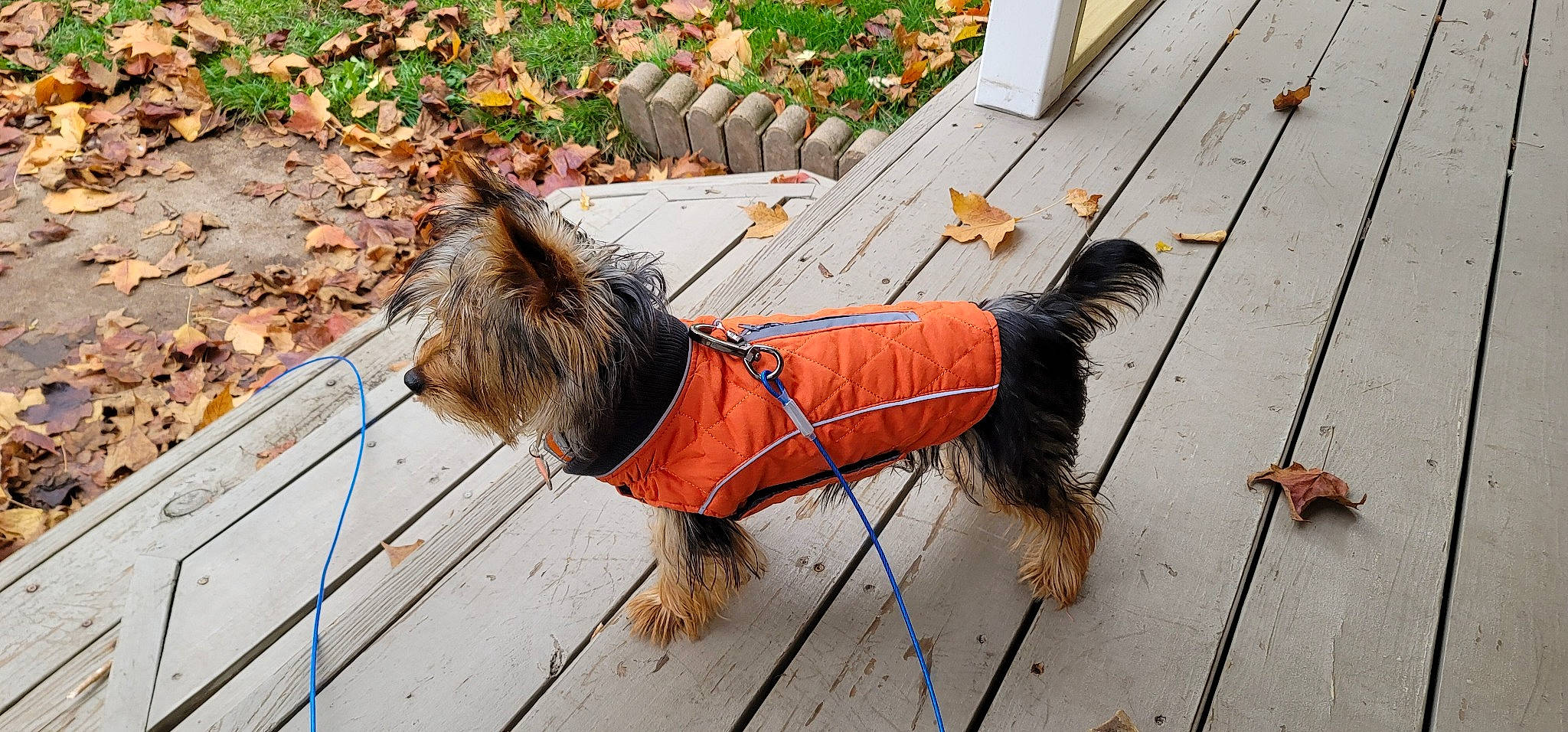 Chelsea joined the competition — help win amazing prizes! carnivore, collar, companion_dog, dog, dog_breed, dog_clothes, dog_collar, dog_supply, fashion_accessory, fawn, grass, leash, pet_supply, plant, small_terrier, tail, terrier, toy_dog, wood, working_animal