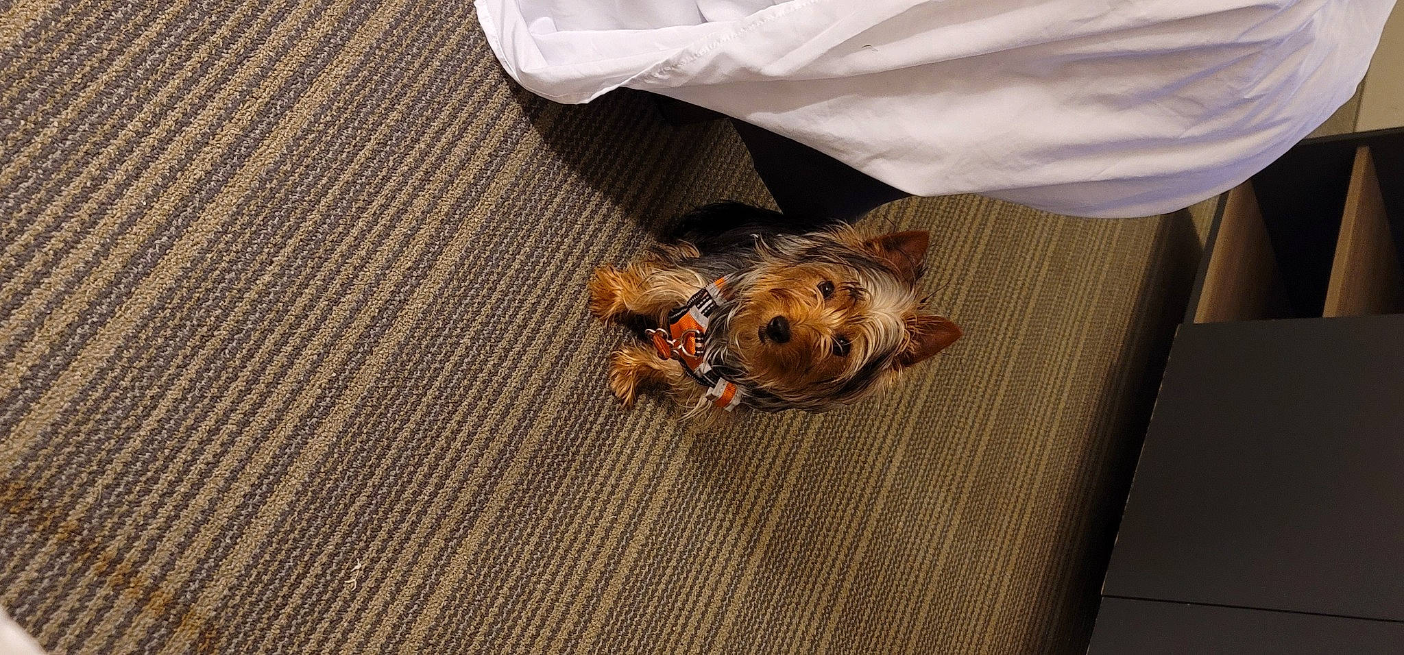 Chelsea is registered to the contest to win money with this photo: carnivore, companion_dog, dog, dog_breed, dog_clothes, fawn, floor, flooring, fur, hardwood, insect, pattern, pest, plastic_bag, plywood, toy_dog, varnish, wood, wood_flooring, wood_stain