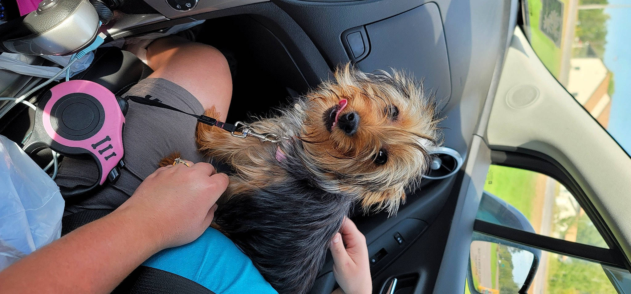 Chelsea joined the competition — help win amazing prizes! auto_part, automotive_design, automotive_exterior, car, car_seat, carnivore, companion_dog, dog, dog_breed, finger, gesture, hand, mammal, motor_vehicle, personal_luxury_car, seat_belt, toy_dog, vehicle, vehicle_door, vertebrate