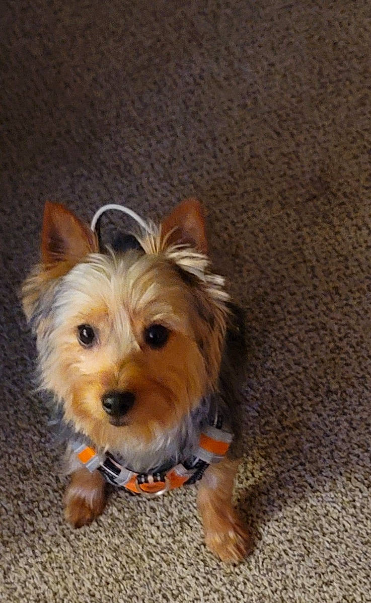 Chelsea is registered to the contest to win money with this photo: biewer_terrier, canidae, carnivore, companion_dog, dog, dog_breed, dog_supply, fawn, fur, liver, small_terrier, snout, sporting_group, toy_dog, water_dog, working_animal, yorkipoo