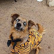 Akira is registered to the contest to win money with this photo: dog, blue_eyes, pet_clothing, orange_outfit, striped, outdoor, dirt_ground, vehicle_part, curious, small_dog, sitting, looking_up, animal, canine, casual, mischievous, fur, ears, tail, collar