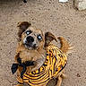 dog, blue_eyes, pet_clothing, orange_outfit, striped, outdoor, dirt_ground, vehicle_part, curious, small_dog, sitting, looking_up, animal, canine, casual, mischievous, fur, ears, tail, collar