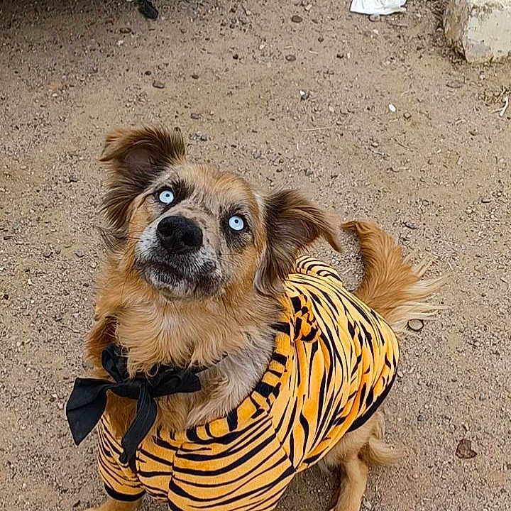 Akira