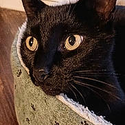 Farley joined the competition — help win amazing prizes! animal, black_cat, cat, cat_bed, close_up, cozy, curious, cute, domestic_animal, feline, fur, indoor, mammal, paw_prints, pet, portrait, resting, whiskers, window, yellow_eyes