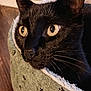 animal, black_cat, cat, cat_bed, close_up, cozy, curious, cute, domestic_animal, feline, fur, indoor, mammal, paw_prints, pet, portrait, resting, whiskers, window, yellow_eyes