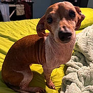 Daisy is registered to the contest to win money with this photo: animal, bed, blanket, brown_dog, canine, closeup, cozy, cute, dog, domestic, fur, furniture, green_blanket, indoor, looking, pet, sitting, small_dog, white_fur, yellow_bedspread