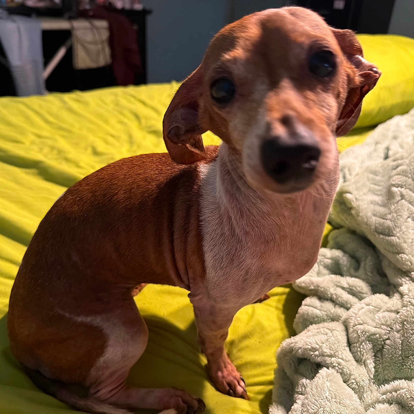 Daisy