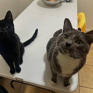 Zombie And Scarlet joined the competition — help win amazing prizes! animal, black_cat, cat, close_up, companions, curious, domestic, ears, feline, floor_tiles, gray_cat, household, indoor, looking_up, pet, table, tail, two_animals, whiskers, white_markings
