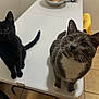 animal, black_cat, cat, close_up, companions, curious, domestic, ears, feline, floor_tiles, gray_cat, household, indoor, looking_up, pet, table, tail, two_animals, whiskers, white_markings