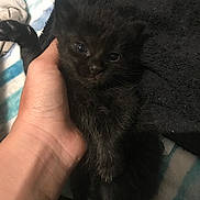 Scarlett joined the competition — help win amazing prizes! animal, black_cat, blanket, claw, closeup, cozy, cute, domestic_animal, feline, furry, hand, indoor, kitten, paw, pet, resting, sleepy, soft, towel, young