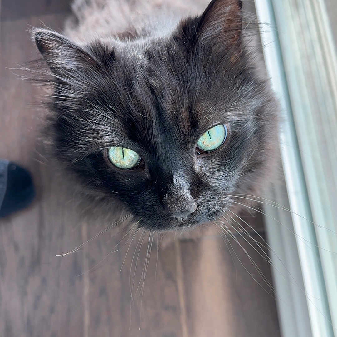 Mylah