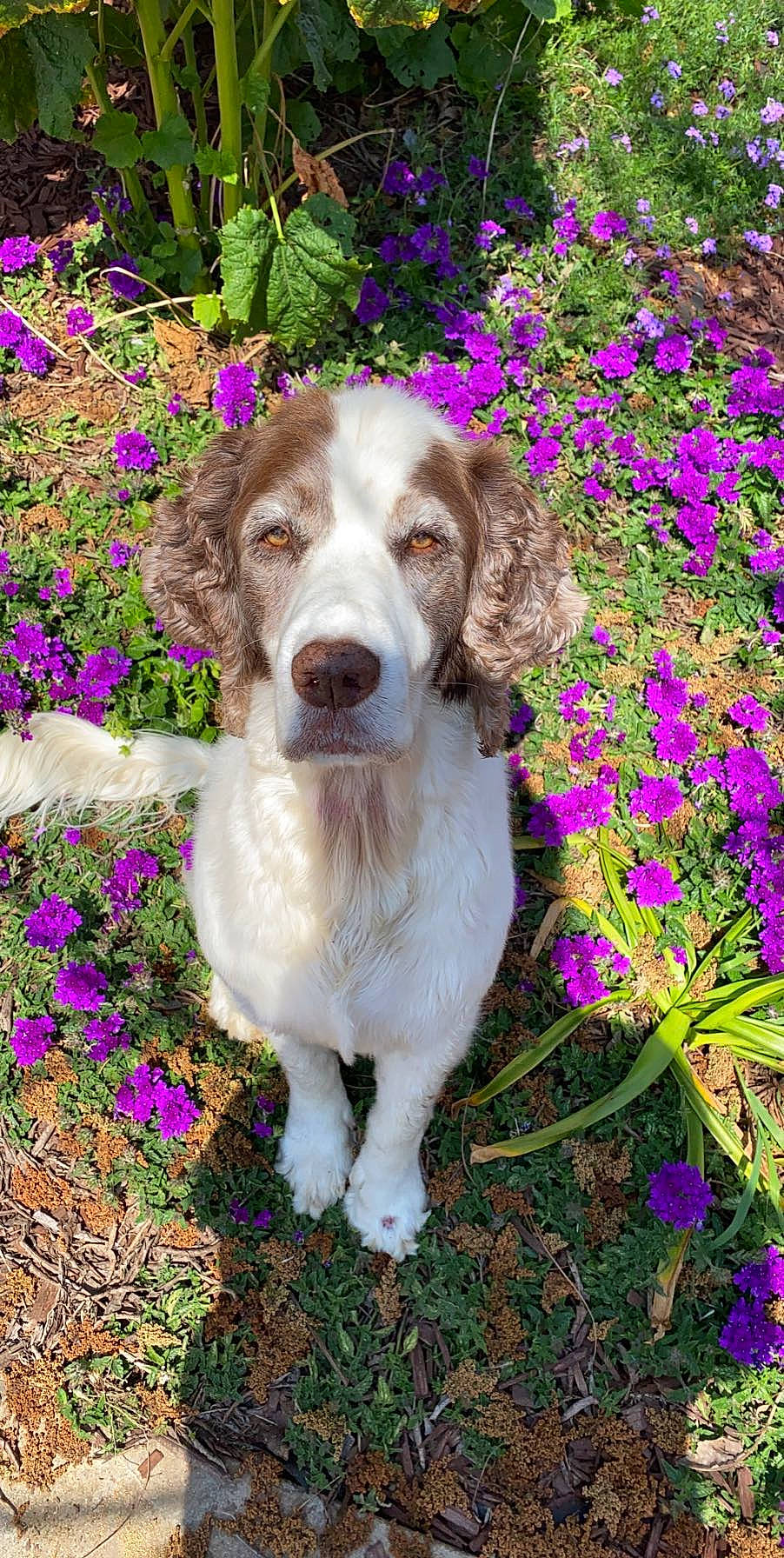Herminoe Granger joined the competition — help win amazing prizes! annual_plant, canidae, carnivore, companion_dog, dog, dog_breed, flower, flowering_plant, garden, groundcover, lavender, liver, magenta, petal, purple, shrub, sporting_group, spring, violet, wildflower