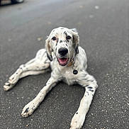 Dixie Angel Ryan joined the competition — help win amazing prizes! animal, asphalt, black_spots, collar, dog, happy, lying_down, outdoor, parked_car, paws, pet, portrait, puppy, sitting, smiling, spotted_dog, street, tag, tongue, white_fur