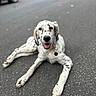 animal, asphalt, black_spots, collar, dog, happy, lying_down, outdoor, parked_car, paws, pet, portrait, puppy, sitting, smiling, spotted_dog, street, tag, tongue, white_fur