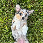 Mira is registered to the contest to win money with this photo: puppy, dog, grass, outdoor, cute, fluffy, lying_down, ears_up, fur, pet, animal, nature, playful, young, adorable, small, pink_nose, white_paws, relaxed, background